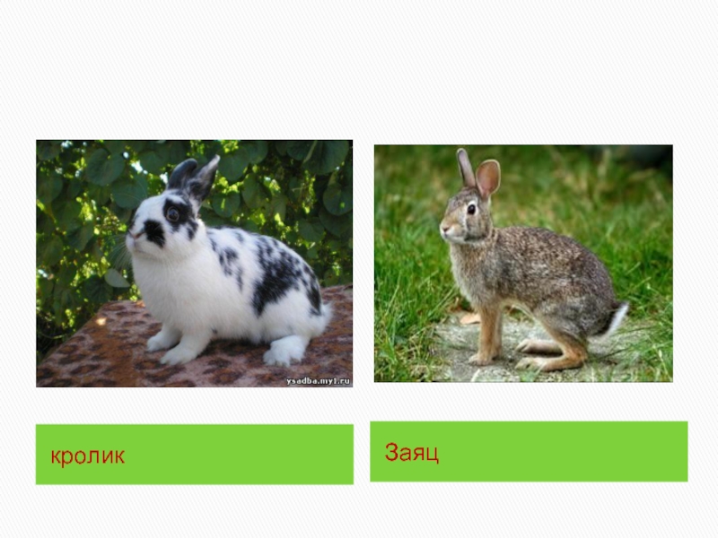 Какое главное различие белки и зайца