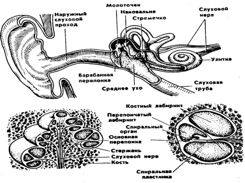 Какой цифрой на рисунке обозначен вестибулярный аппарат