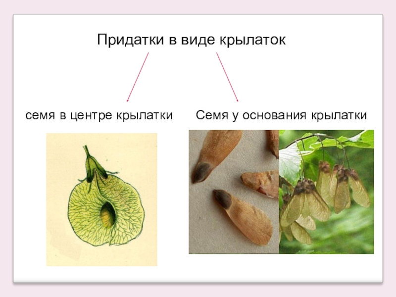 3 4 5 6 семя. Придаток семени. Придатки у растений. Крылатка семя. Распространение семян Крылатки.