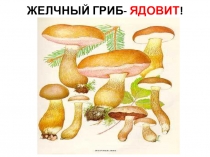 Презентация к уроку Шляпочные грибы. Съедобные и ядовитые грибы