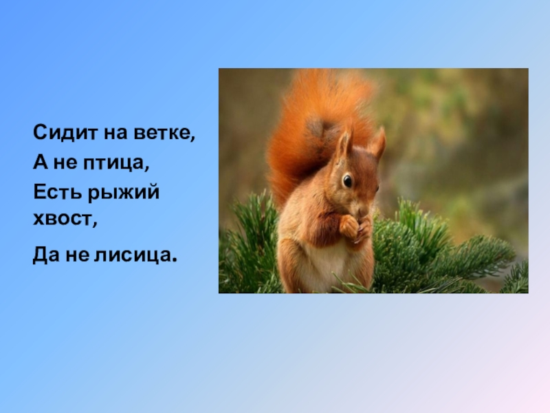 Время не птица за хвост не. Сидит на ветке да не птица хвост рыжий только не лисица. Сидит на ветке а не птица хвост рыжий только не лисица ответ. Загадка про белку. Белая грудка рыженький хвостик стих про белку.