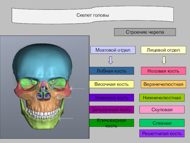 Череп анатомия презентация