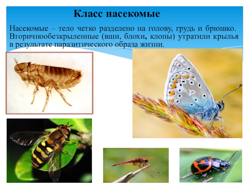 Жизнь насекомых тел. Класс насекомые образ жизни. Тело насекомых разделено на. Тело насекомых четко разделено на голову и брюхо. Насекомые их образ жизни ..