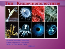 Презентация к уроку в 7 классе на тему Тип кишечнополостные