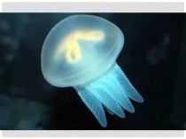 Презентация Тип Кишечнополостные (7 класс)