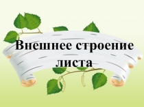 Презентация по биологии на тему Внешнее строение листа