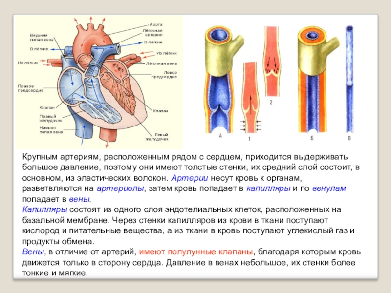 Презентация кровеносные сосуды