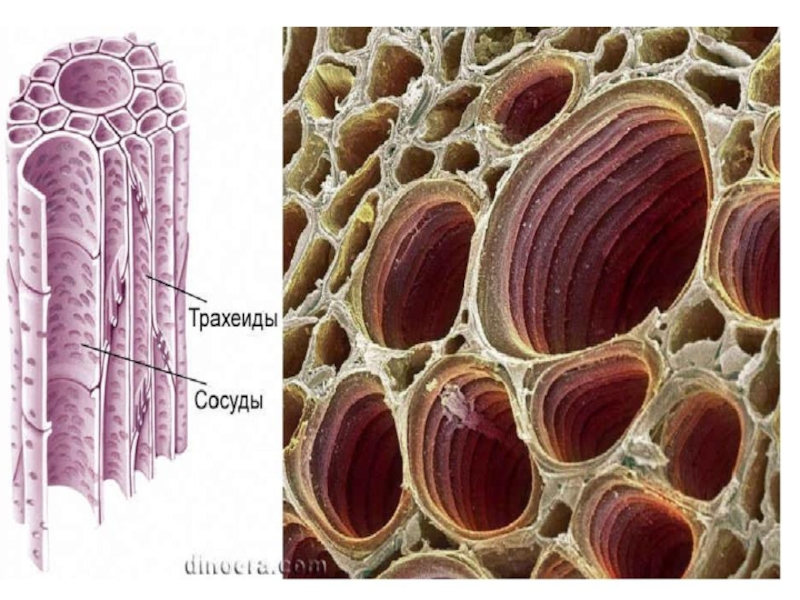Сосудистые ткани фото