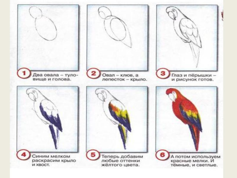 1 класс изо презентация поэтапное рисование птицы