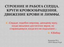 Презентация по биологии на тему Строение и работа сердца. Круги кровообращения. Движение крови и лимфы.