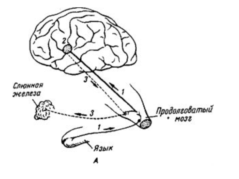 Слюноотделение какой отдел мозга. Дуга условного рефлекса схема. Рефлекторная дуга рефлекса продолговатого мозга. Рефлекторная дуга продолговатого мозга схема. Условные рефлексы головного мозга.