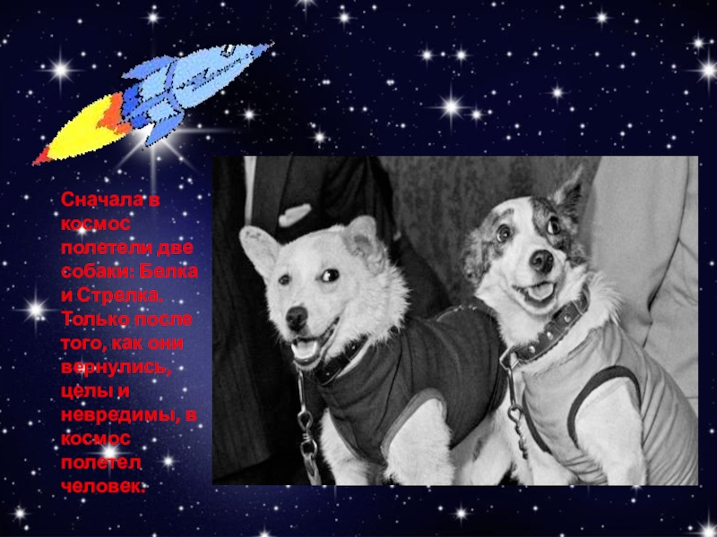Две собаки в космосе. Белка и стрелка в космосе. Белка и стрелка день космонавтики. Собаки полетевшие в космос белка и стрелка. День космонавтики собаки белка и стрелка.