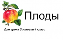 Презентация по биологии на тему Плоды (6 класс)