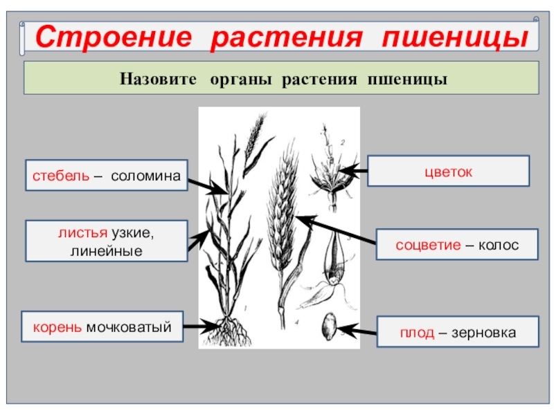 Какой тип системы у пшеницы