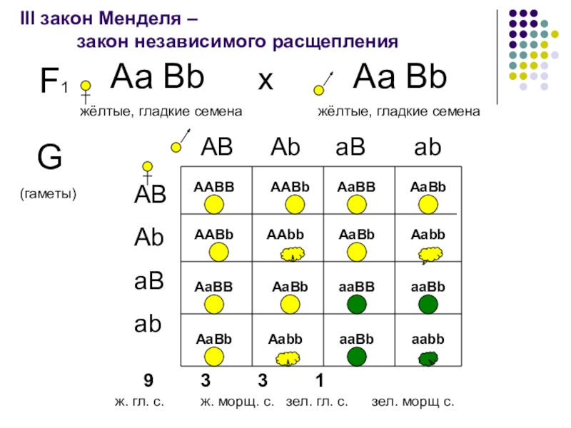 Презентация законы менделя 10 класс биология