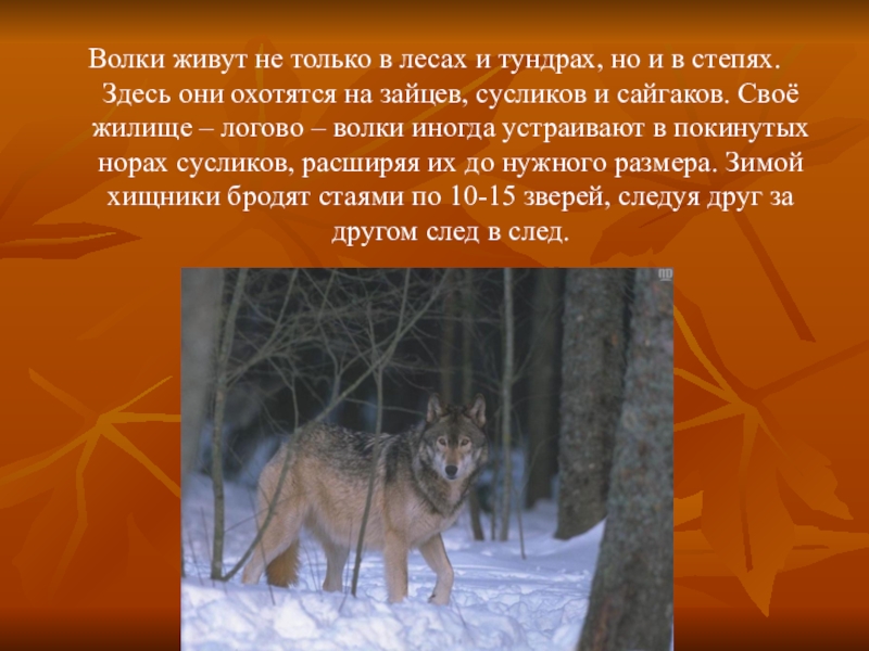 На каком восточном материке обитает серый волк. Животные обитающие в Кузбассе. Волк живет в лесу. Животные из красной книги красный волк. Хищные животные Кемеровской области.