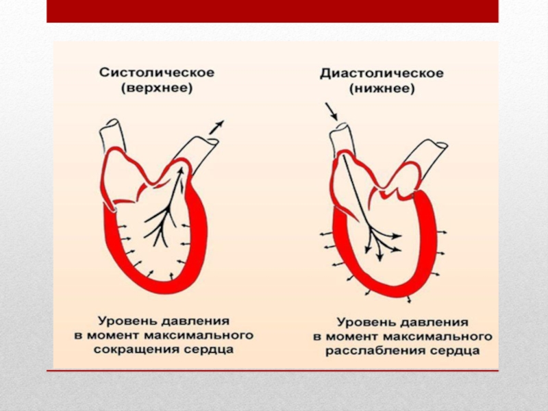 Сердечное давление делать. Систолический и диастолический тоны сердца. Систолический тон. Систолический тон сердца. Диастолический тон сердца.