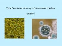 Презентация к уроку Плесневые грибы