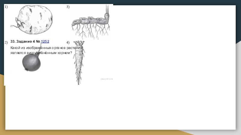 Определите орган изображенный на рисунке. Какой из изображённых органов является видоизменённым побегом?. Какой из изображенных органов является видоизмененным корнем. Какой из видоизменённых органов является видоизменённым корнем?. Какой из изображенных органов растений является видоизмененным.