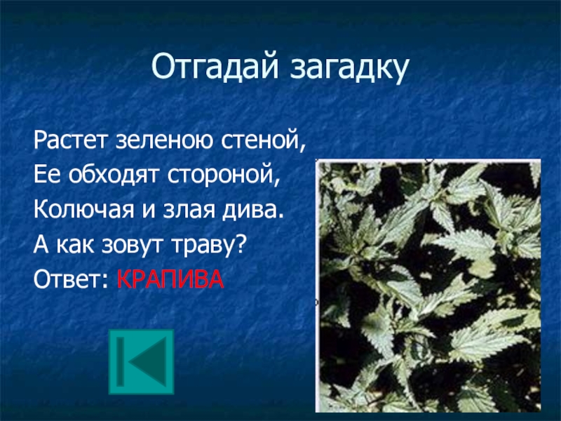 Загадка вырастаю. Растет зеленою стеной ее обходят стороной. Загадка растет зеленою стеной. Загадка растет зеленеет. Загадка растёт зелёный.