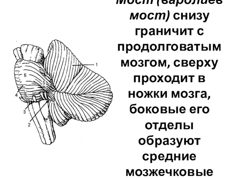 Презентация по анатомии на тему головной мозг