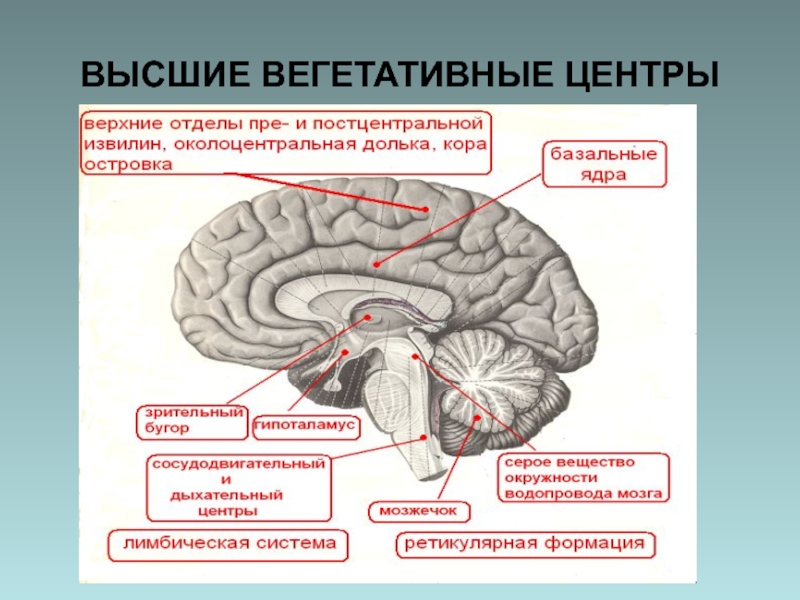 Выше расположен. Где расположены высшие подкорковые вегетативные центры. Центры регуляции вегетативной нервной системы. Высшие подкорковые центры вегетативной нервной системы. Высший подкорковый вегетативный центр расположен в.