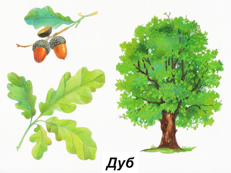 Дуб картинка для презентации