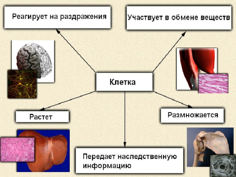 Биология 8 класс кратко