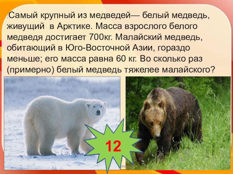 Сибирский бурый медведь. Гималайский белогрудый медведь. Сколько проживет медведь. Сколько проживет медведь. Животные сибири список.