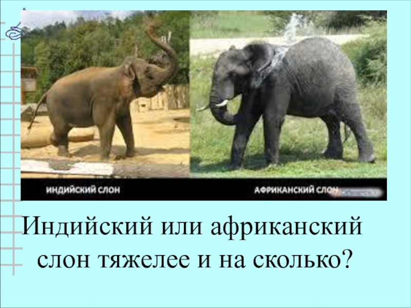 Известно что индийский слон крупное наземное. Африканский и индийский слон. Африканский и индийский слон сравнение. Индийский слон и Африканский слон отличия. Сравнение африканского и индийского слонов.