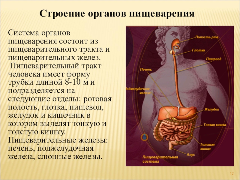 Единый план строения органов. Пищеварительная система человека. Строение системы пищеварения. Пищеварительная система человека анатомия. Строппие органов пищеварения.