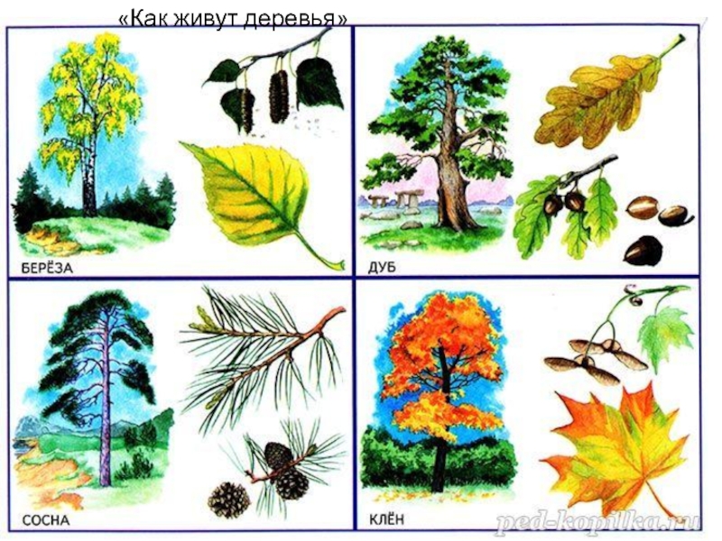 Презентация деревья и кустарники весной для дошкольников