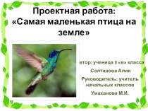 Презентация проектной работы Самая маленькая птица на земле
