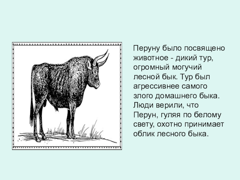 Тур бык толковый словарь. Лесной бык тур. Животное Перуна. Бык Перуна. Дикий бык тур Возрождение.