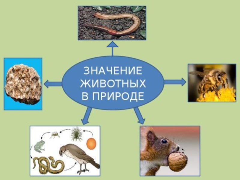 Животные презентация 5 класс биология пономарева