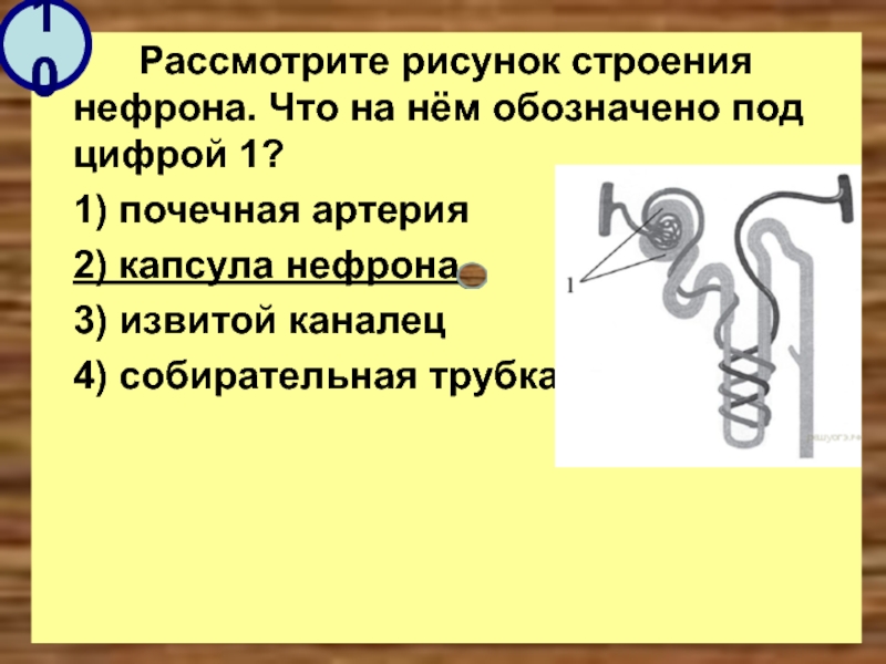 Животном под цифрой 2. Строение нефрона. Собирательная трубочка нефрона. Рассмотрите рисунок. Извитой каналец 2) капсула нефрона.