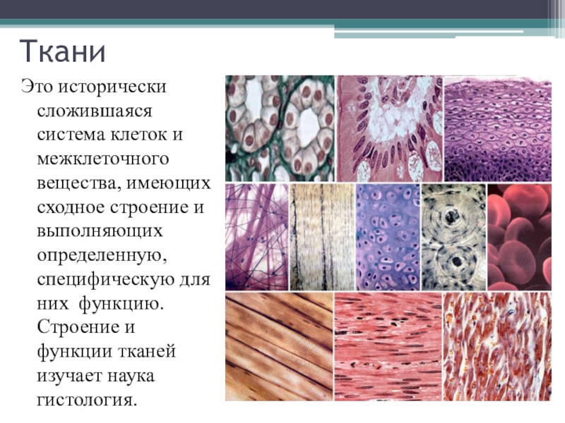 Ткани человека 8 класс