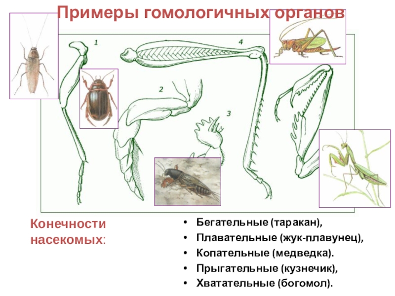 Какие функции выполняют органы крота и медведки обозначенные на рисунке