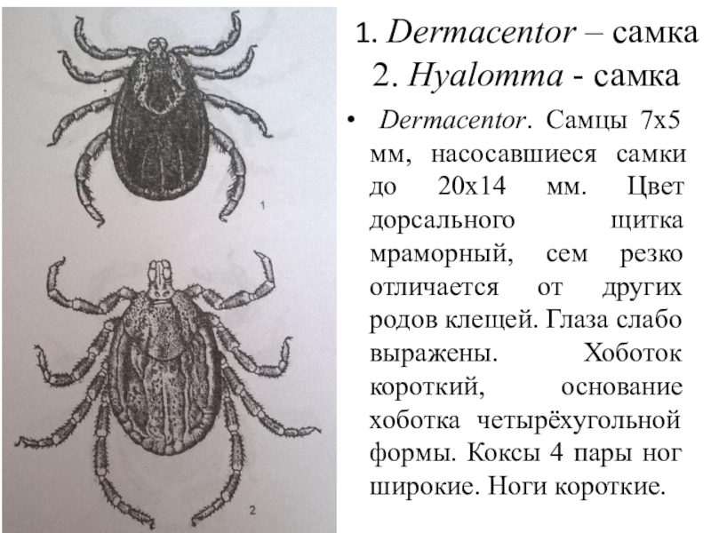 Дермацентор клещ рисунок