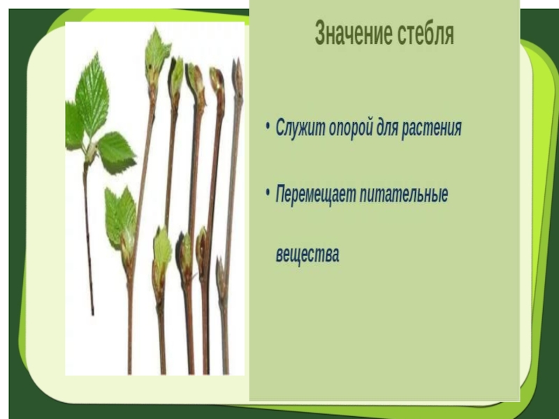 Роль стебля в жизни. Стебли цветов. Стебель растения. Значение стебля для жизни растения. Роль стебля у растений.