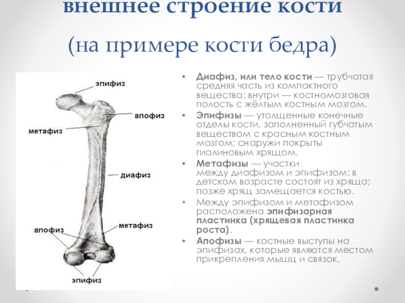 Под каким номером на рисунке обозначена бедренная кость