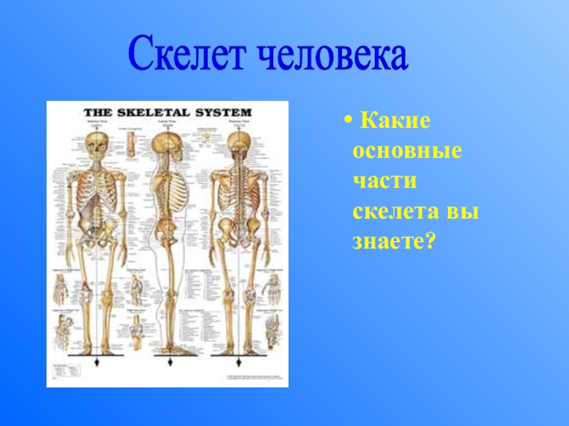 К внутреннему скелету относятся. Части скелета. Скелет человека в движении. Основные части скелета. Осевой скелет.