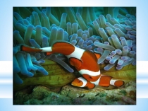 Презентация по биологии на тему Общая характеристика надкласса Рыбы