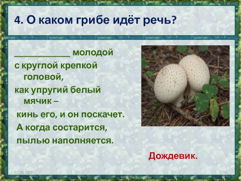 4. О каком грибе идёт речь? ____________ молодойс круглой крепкой головой,как упругий белый мячик – кинь его,