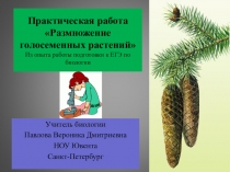 Размножение голосеменных растений Биология