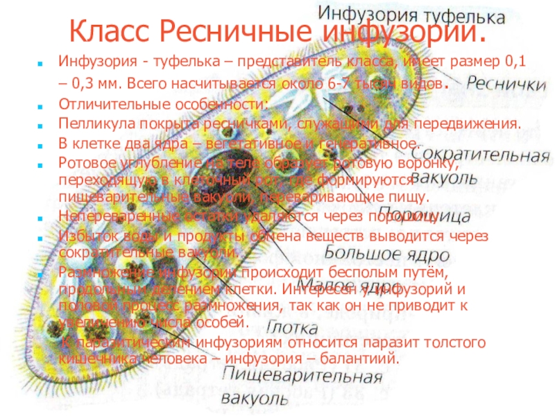 Характерные признаки инфузории туфельки как представителя простейших