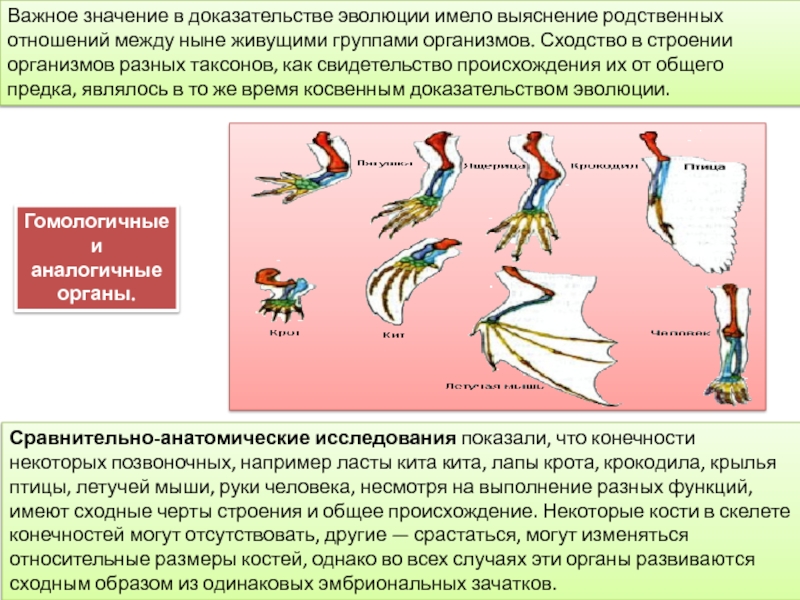 План рассказа о родственных связях между животными