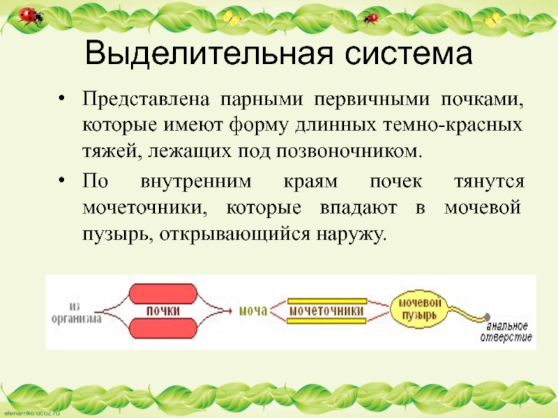 Выделительная системаПредставлена парными первичными почками, которые имеют форму длинных темно-красных тяжей, лежащих под позвоночником. По внутренним краям