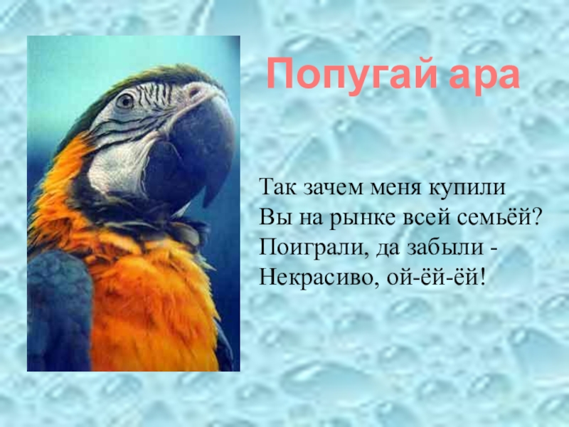 У меня есть попугай на английском. Стих про попугая. Загадка про попугая. Загадка про попугая для детей. Смешные стихи про попугаев.