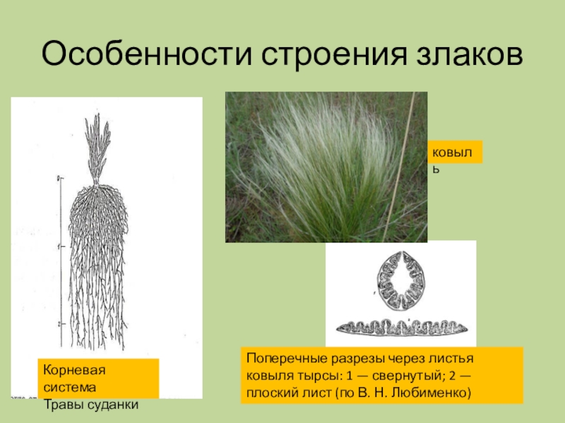 Какие признаки можно обнаружить используя приведенный рисунок у ковыля перистого